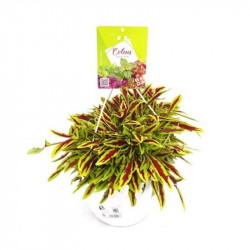 COLEO TARRINA 6 LITROS