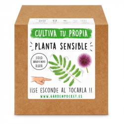 KIT CULTIVO CAJA MIMOSA SENSITIVA