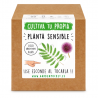 KIT CULTIVO CAJA MIMOSA SENSITIVA