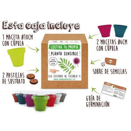 KIT CULTIVO CAJA MIMOSA SENSITIVA