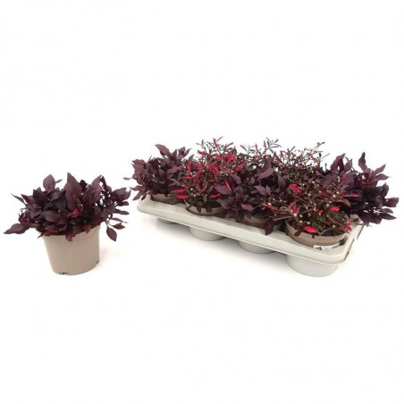 ALTERNANTHERA BRASILIANA MACETA 13CM
