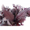 ALTERNANTHERA BRASILIANA MACETA 13CM