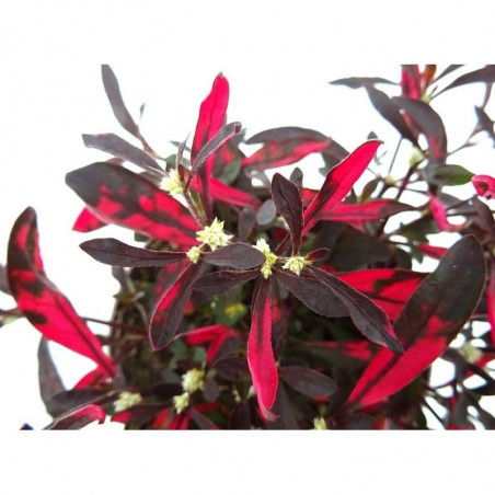 ALTERNANTHERA BRASILIANA MACETA 13CM