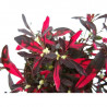 ALTERNANTHERA BRASILIANA MACETA 13CM
