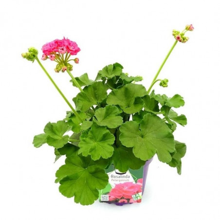 GERANIO ROSALINDA MACETA 17CM