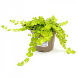 LYSIMACHIA NUMMULARIA MACETA 13CM