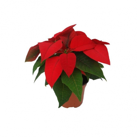 FLOR DE PASCUA POINSETTIA MACETA 12CM