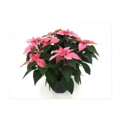 FLOR DE PASCUA PRINCETTIA MACETA 13CM