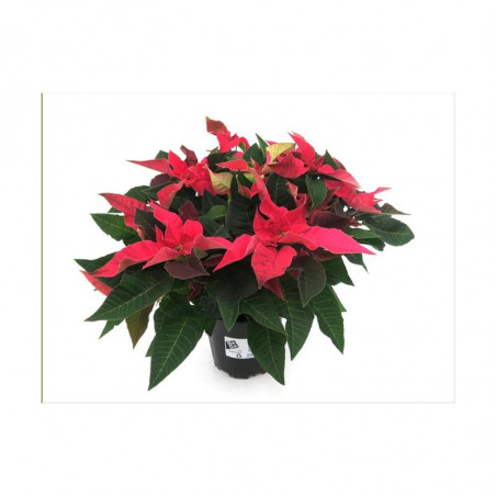 FLOR DE PASCUA PRINCETTIA MACETA 13CM