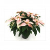 FLOR DE PASCUA PRINCETTIA MACETA 13CM