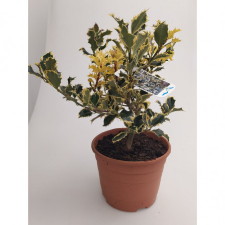 ACEBO 3L VARIEGADO