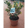 ACEBO 3L VARIEGADO