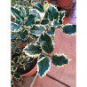 ACEBO 3L VARIEGADO