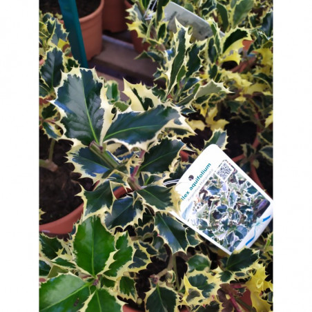 ACEBO 3L VARIEGADO
