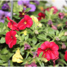 MILLION BELLS COLGANTE TARRINA 25 CM