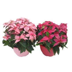 FLOR DE PASCUA PRINSETTIA TARRINA 25CM