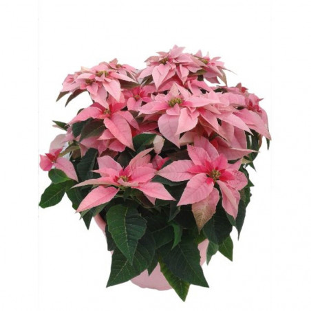 FLOR DE PASCUA PRINSETTIA TARRINA 25CM