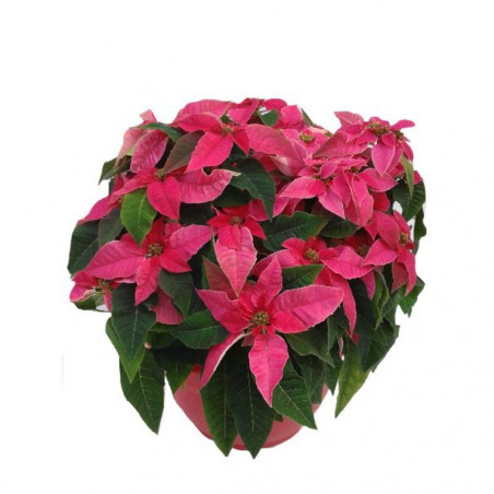 FLOR DE PASCUA PRINSETTIA TARRINA 25CM