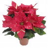FLOR DE PASCUA POINSETTIA COLOR MACETA 11CM