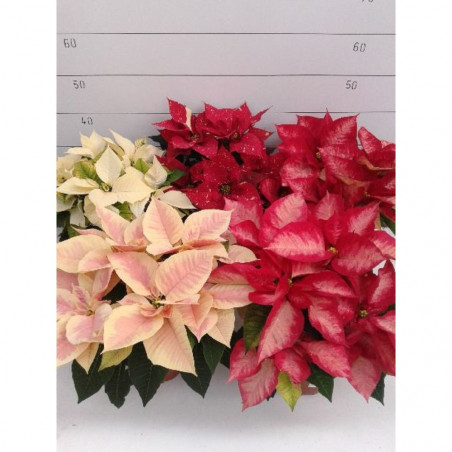 FLOR DE PASCUA POINSETTIA COLOR MACETA 11CM