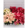 FLOR DE PASCUA POINSETTIA COLOR MACETA 11CM