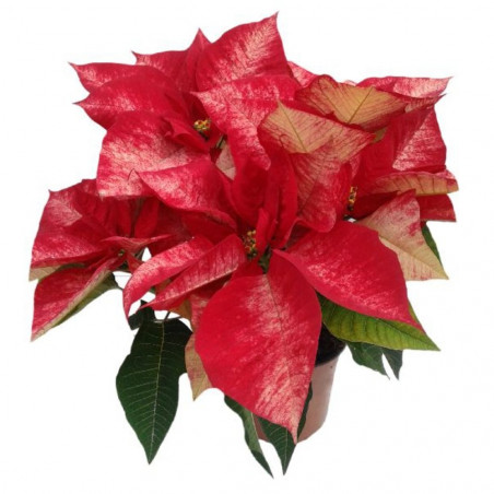 FLOR DE PASCUA POINSETTIA COLOR MACETA 11CM