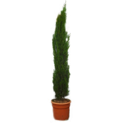 CIPRES CUPRESSUS TOTEM MACETA 10 LITROS