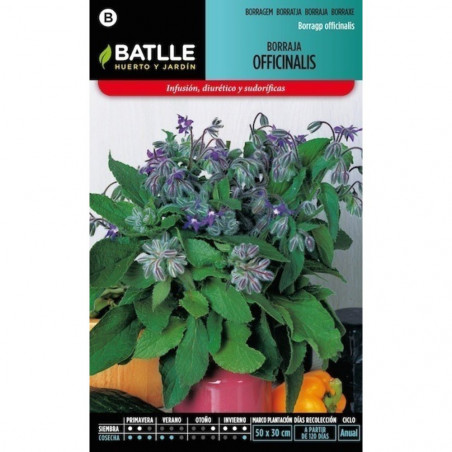 SEMILLAS BORRAJA OFFICINALIS