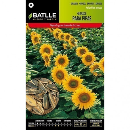 SEMILLAS GIRASOL PARA PIPAS