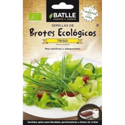 SEMILLAS ECOLOGICAS BROTES DE TRIGO