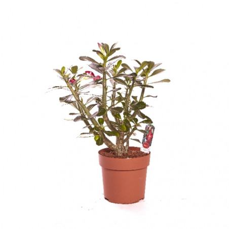 ADENIUM MACETA 13CM