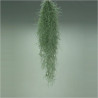 TILLANDSIA COLGANTE