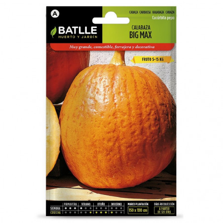 SEMILLAS CALABAZA BIG MAX
