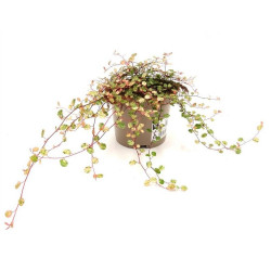 MUELHEMBECKIA CAMOUFLAGE MACETA 13CM