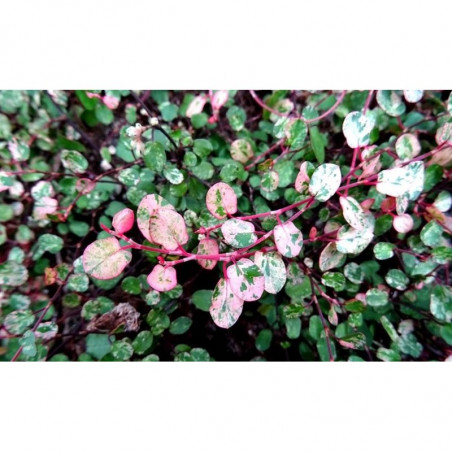 MUELHEMBECKIA CAMOUFLAGE MACETA 13CM