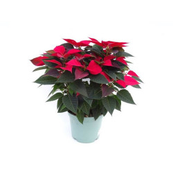 FLOR DE PASCUA POINSETTIA MACETA 23CM