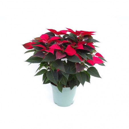 FLOR DE PASCUA POINSETTIA MACETA 23CM