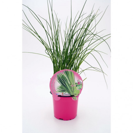 CEBOLLINO ECOLOGICO MACETA 11CM