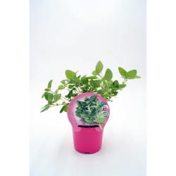 ORÉGANO MACETA 11CM