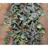 EUCALIPTO ARTIFICIAL MATA COLGANTE 75CM