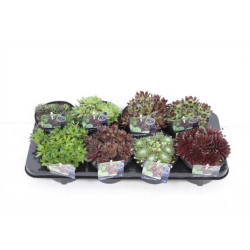 SIEMPREVIVA MACETA 13CM