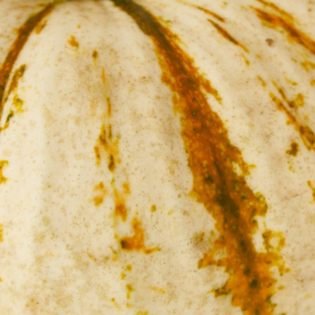 CALABAZA LIL