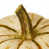 CALABAZA LIL