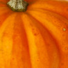 CALABAZA BOO
