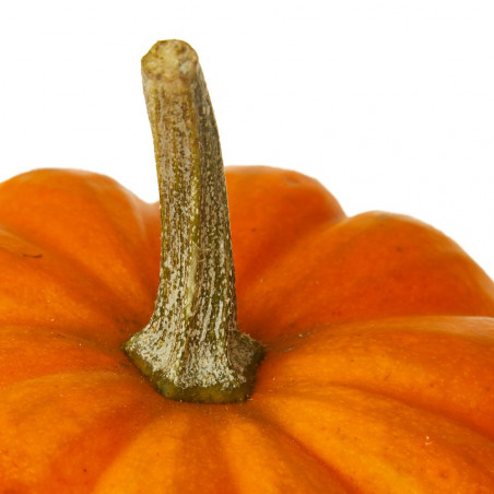 CALABAZA BOO