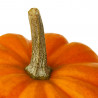 CALABAZA BOO