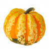 CALABAZA FESTIVAL