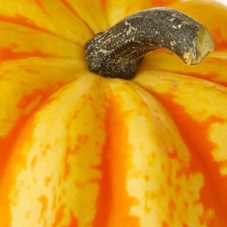 CALABAZA FESTIVAL