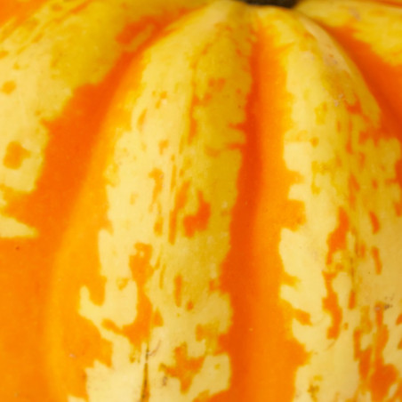 CALABAZA FESTIVAL