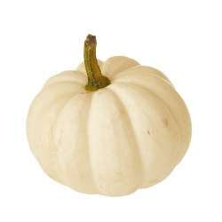 CALABAZA CASPERITA